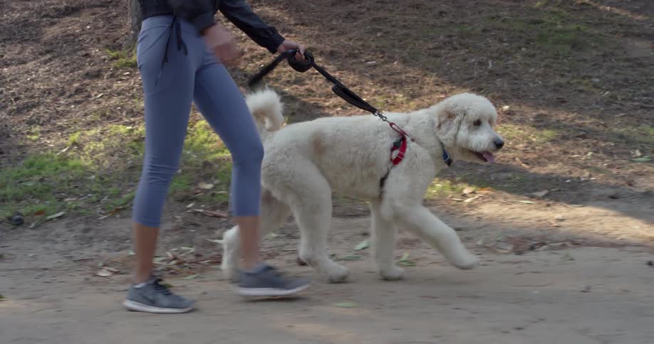 A female in athletic attire walks a large fluffy white dog on a leash down a path in a park
