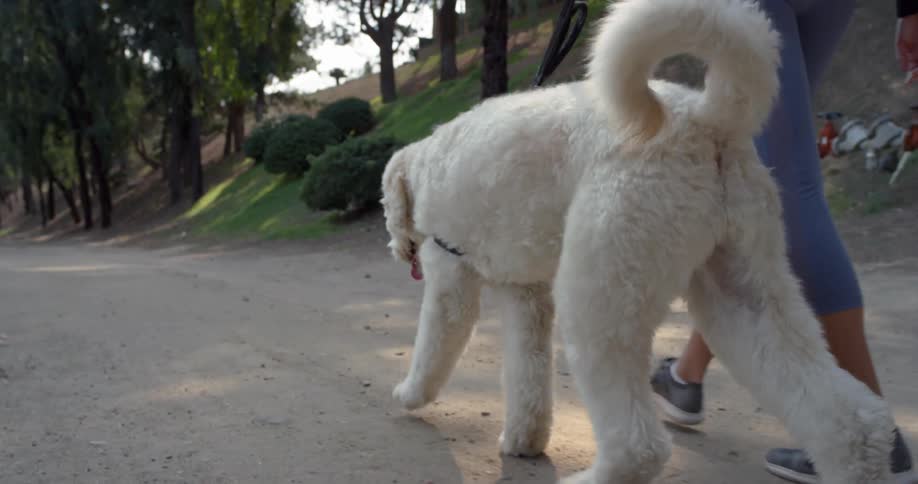 A female in athletic apparel walks a large white dog with a curled fluffy tail on a path at a park