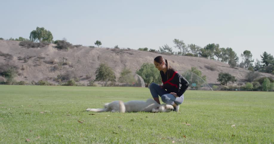A woman and a dog play in a large field