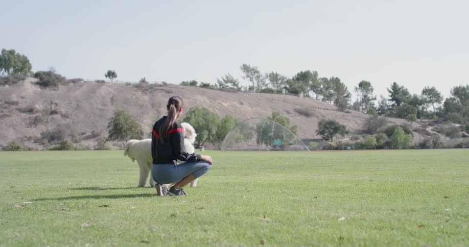 A female with long dark hair in a pony tail plays with a large white dog in a field with a hill and trees in the background