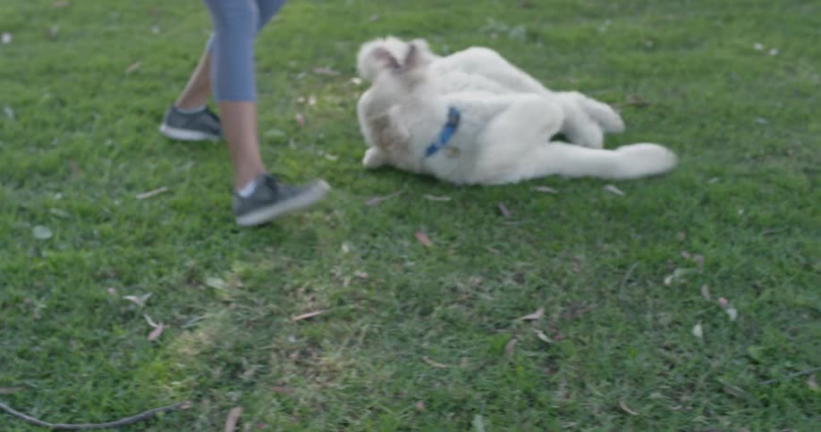 A woman in leggings plays with a large blonde dog at a tree lines park as the dog rolls over