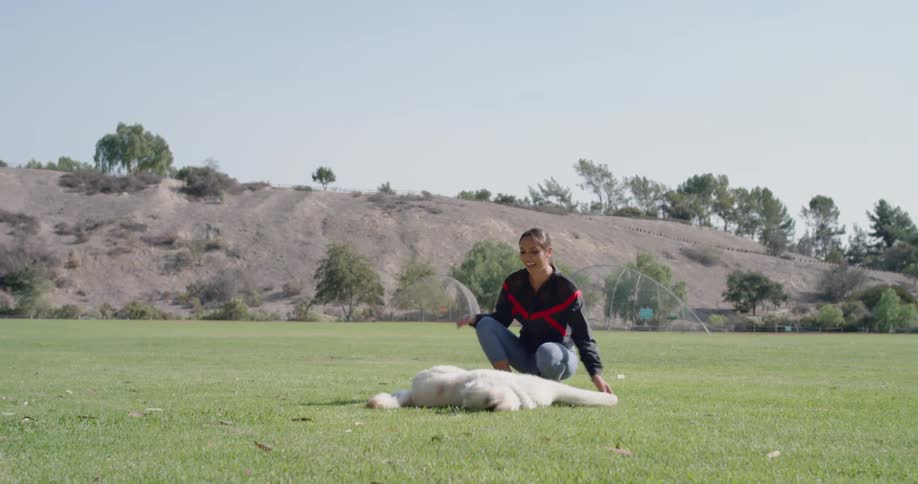 Brunette woman plays with white dog on the lawn on a sunny day