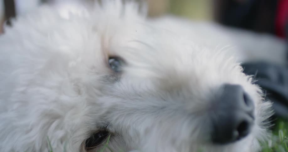 A white dog lies on the ground panting
