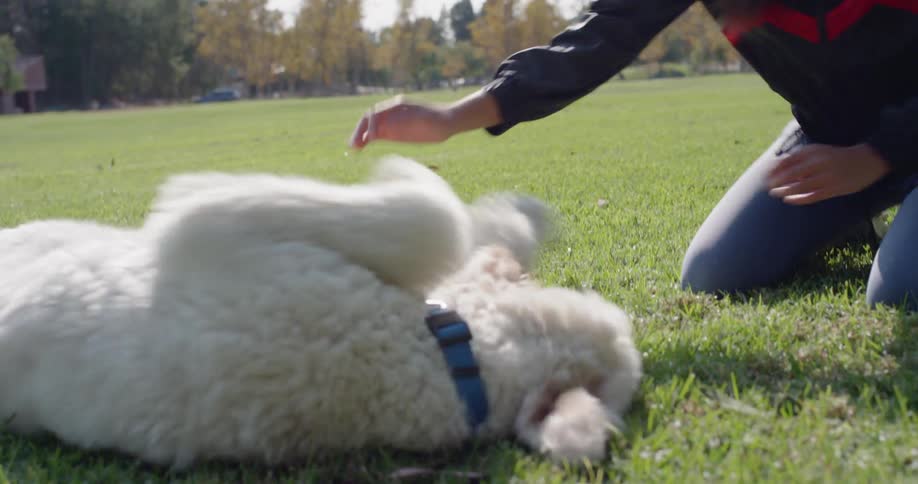 A woman kneels on the grass playing with a white dog who rolls and plays