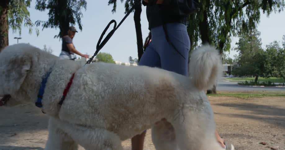 A woman walks her large white dog through a park