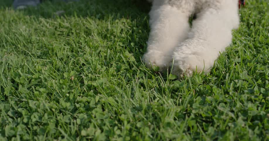 A white dogs paws rest on green grass