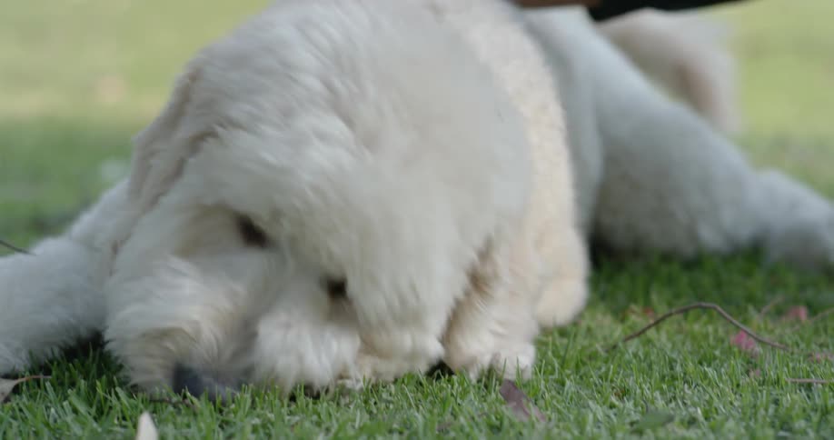 A dog playing in the grass with someone petting it