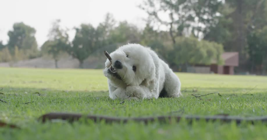 A dog chews on a stick