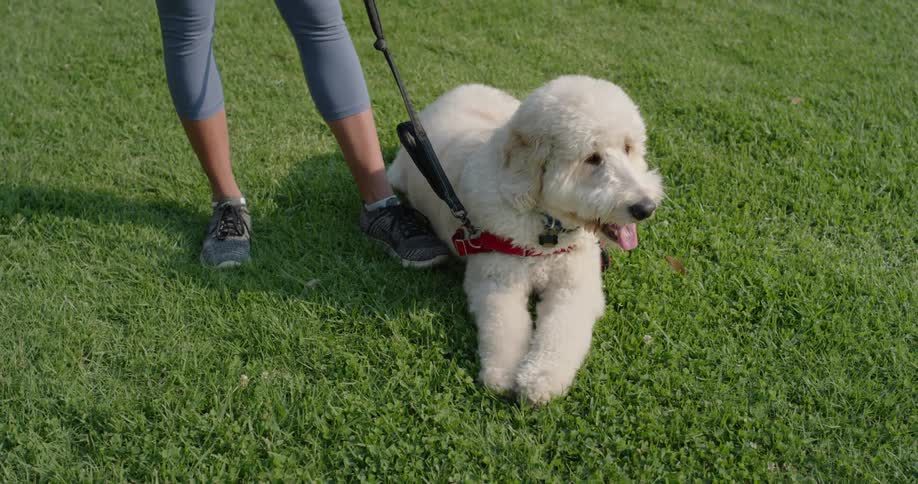 A woman is with her dog outdoors