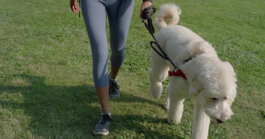 A woman walks her dog in a grassy area