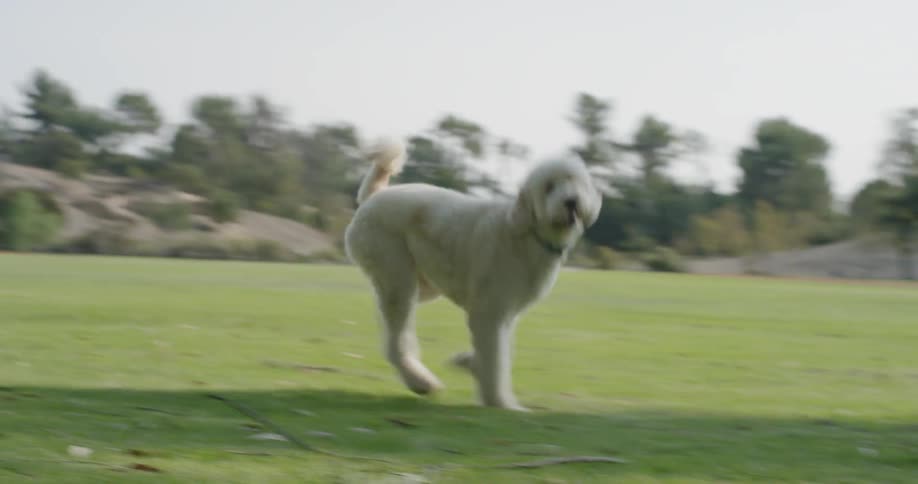Woman wearing tights play with a white dog on the lawn during daylight