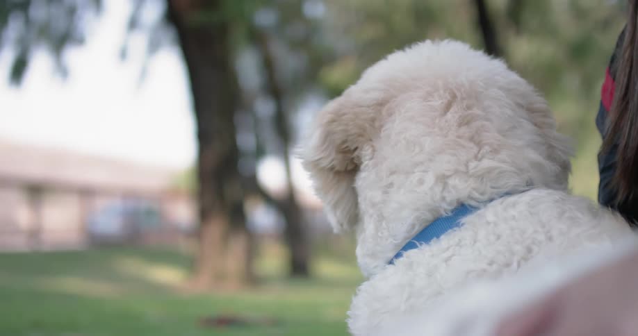 A woman pets a white dog in a park