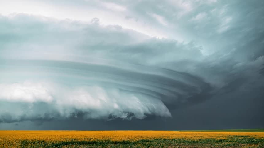 Wall clouds with lightning move across a field covered in flowers