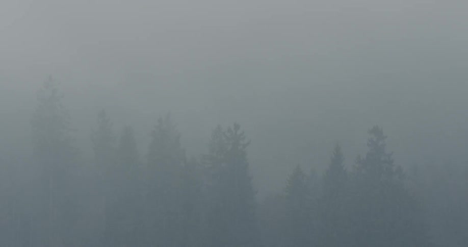 Dense fog covers a forest of fir trees