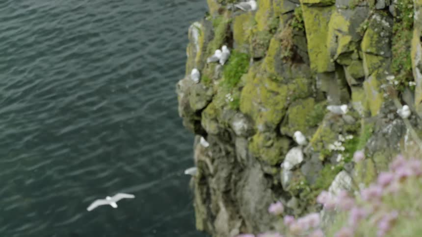 Birds are nested among the crevices of a rocky cliff on the coast