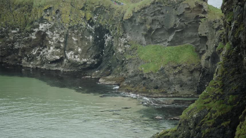 A view of an oceanside cliff covered in moss with countless seagulls flying around