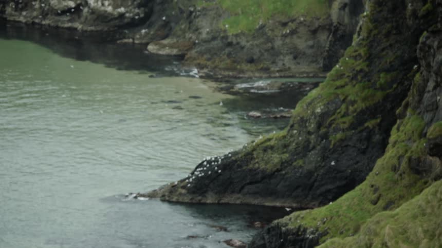 A mossy mountainside near the ocean with tons of seagulls flying by