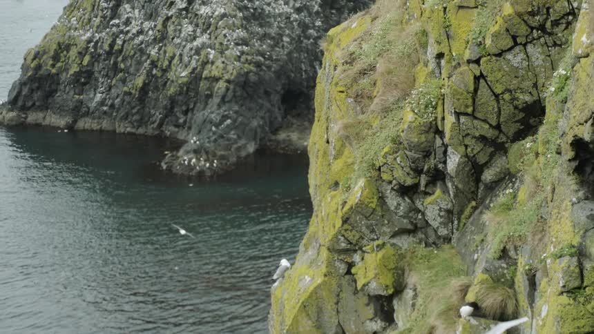 White birds fly above the ocean and rest on a cliff