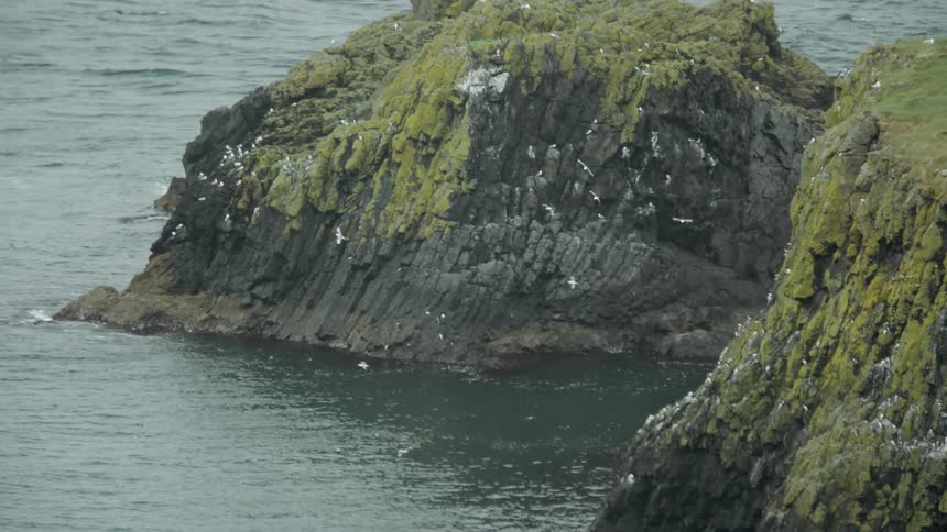 A population of birds are nested among a rocky shore