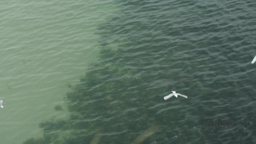 White birds fly above the ocean