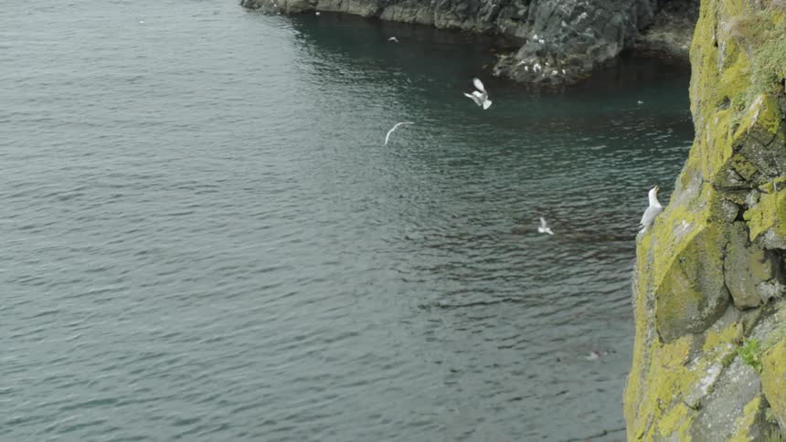 Seagulls fly around moss covered rocky cliff faces on the coast