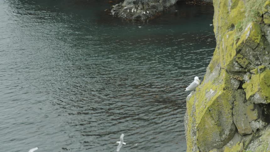 Seagulls flying above the water and sitting on a cliff