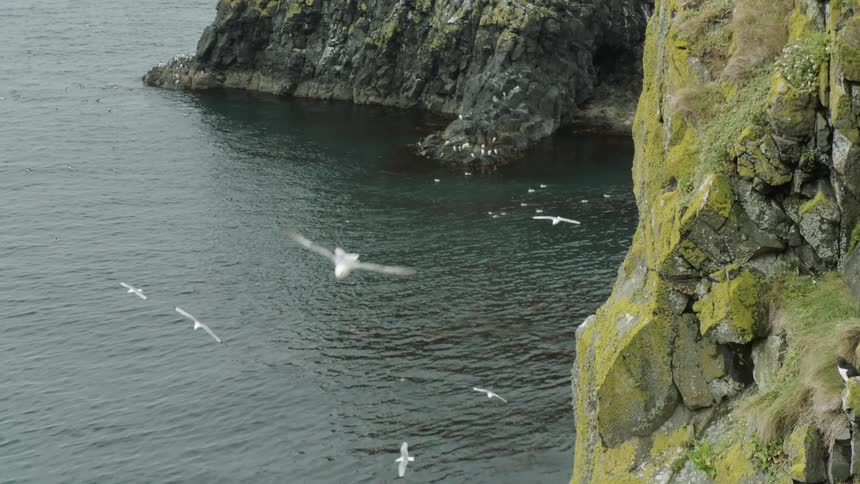 Birds flock around a mountain cliff beside the water