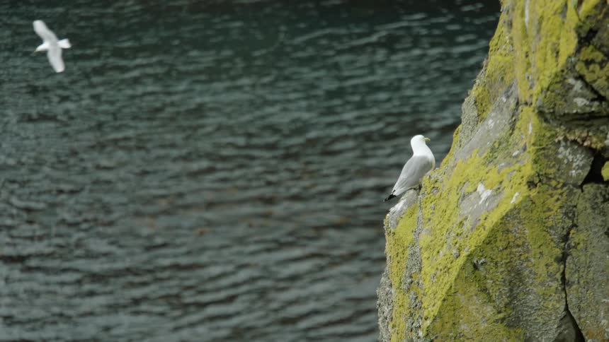 A seagull sits on a promontory in the ocean as another seagull flies by