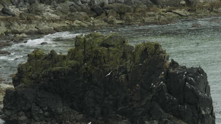 Birds flying above a rock coastline during the day