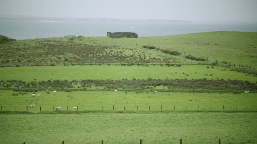 Fenced off areas of farmland with grazing sheep on a foggy cloudy day
