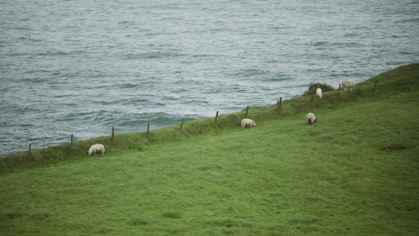 Sheep grass in field near ocean