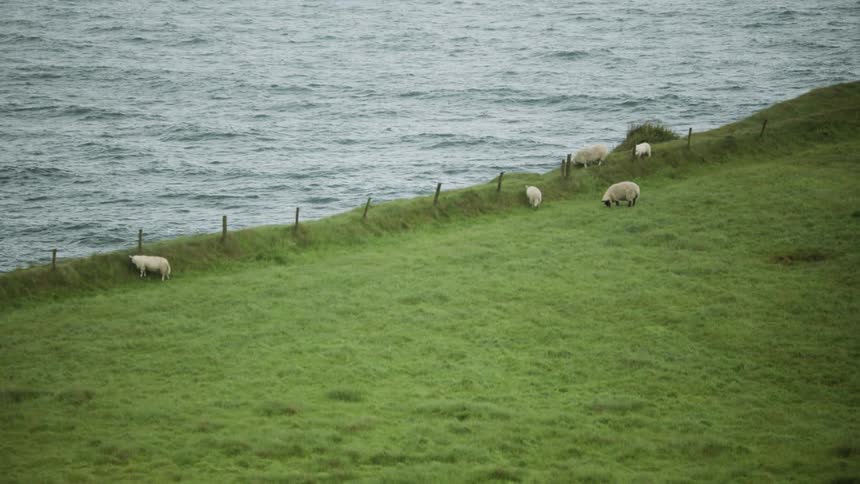 Sheep eat grass on the pasture