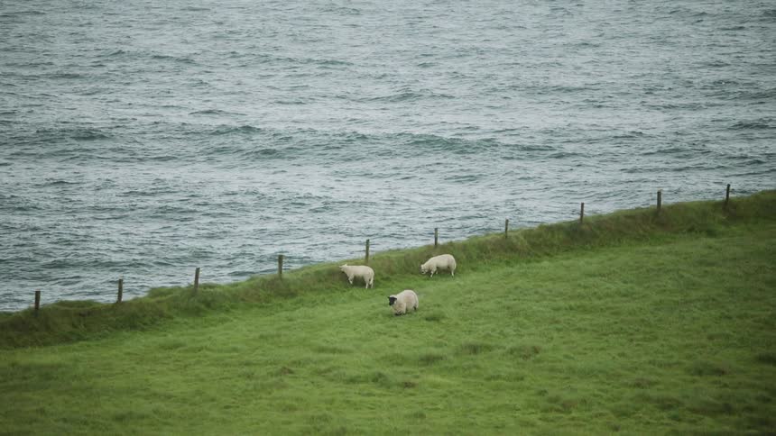 Sheep graze near fence separating field from ocean