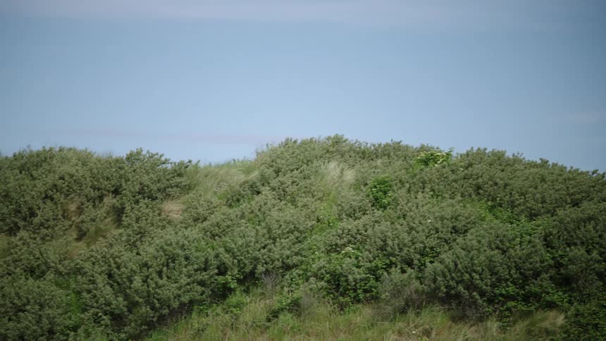 View of a green hill covered with grass and bushes under cloudless sky during daylight