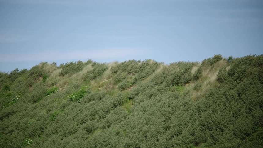 Bushes overtake the hillside
