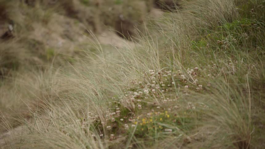 A field of grass during the day