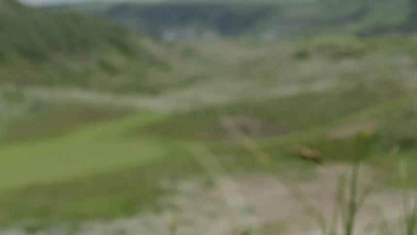Weeds in the wind amid sprawling hills