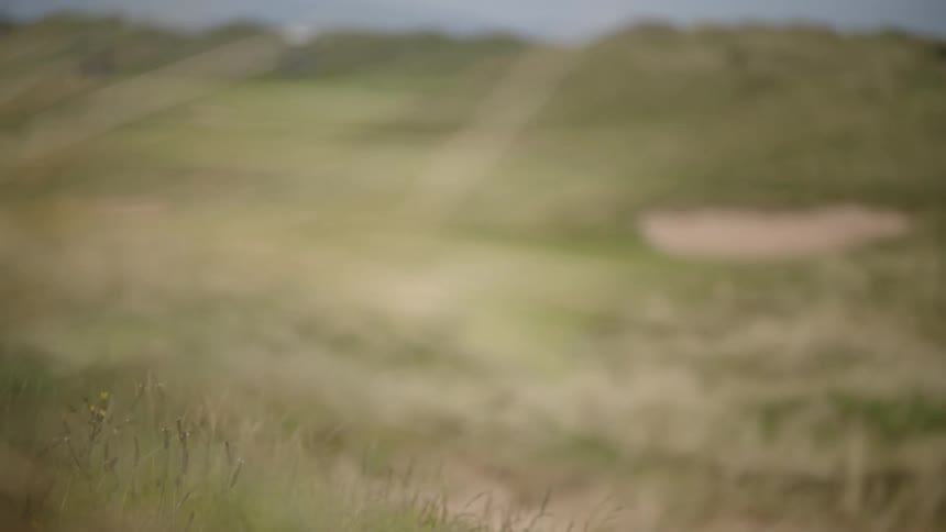Long grass lives near the golf course