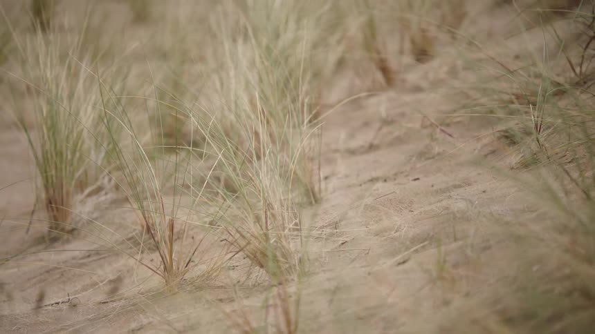 Clumps of grass growing from sandy soil wave in wind