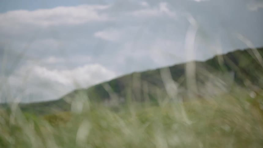 Close up of grass blades in front of a mountain range