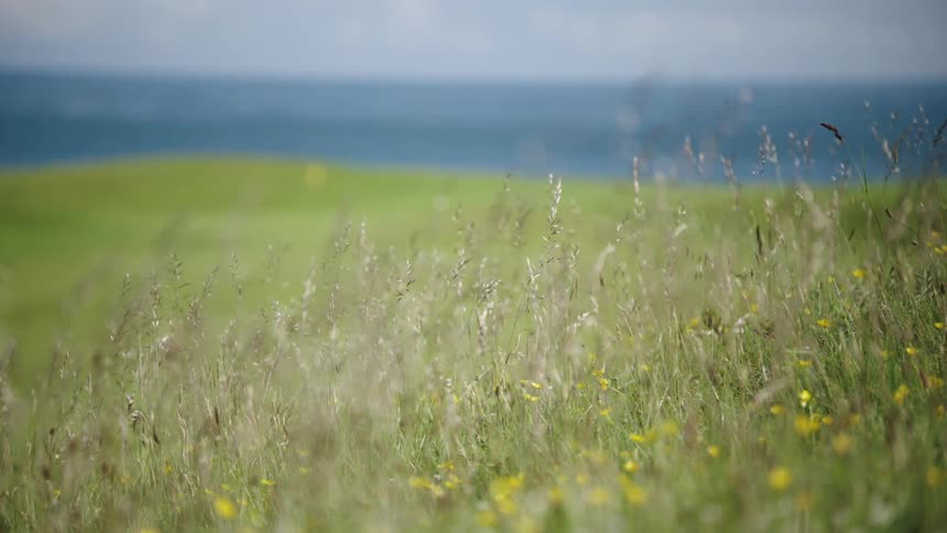 Yellow flowers and weeds grow on a golf course near the water