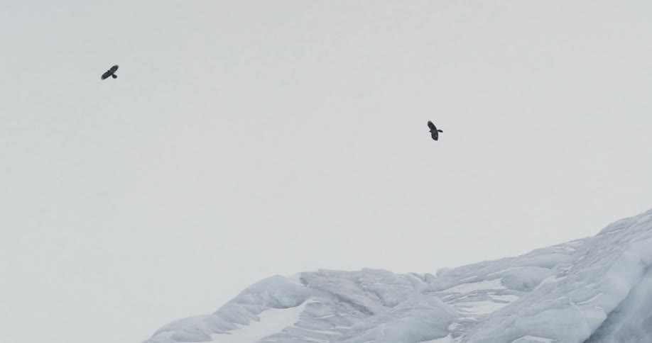 A pair of birds flying over a glacier