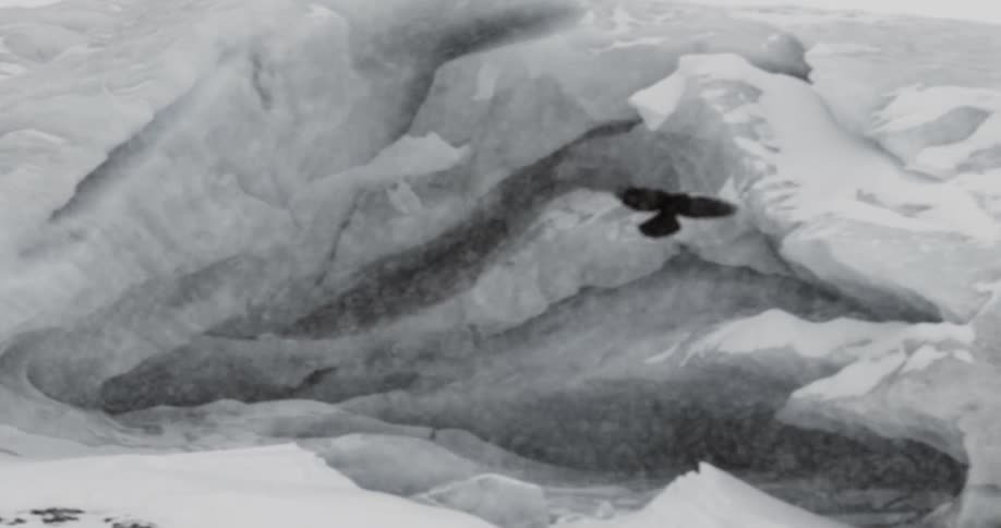 A bird flies close to snow covered mountains