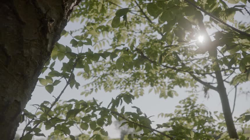 Sunlight shines through the leaves of a tree