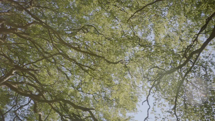 The branches of a group of trees seen from below