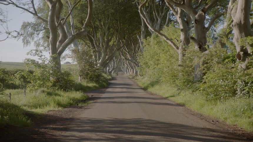 Trees line a narrow road on a blue sky sunny day