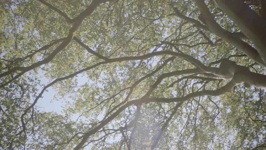 Sun shines through tall trees in the forest