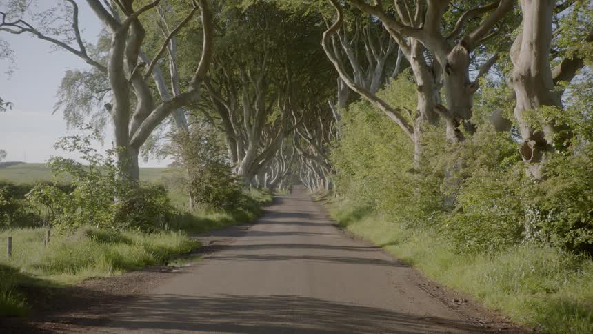 A road is lined by trees and bushes
