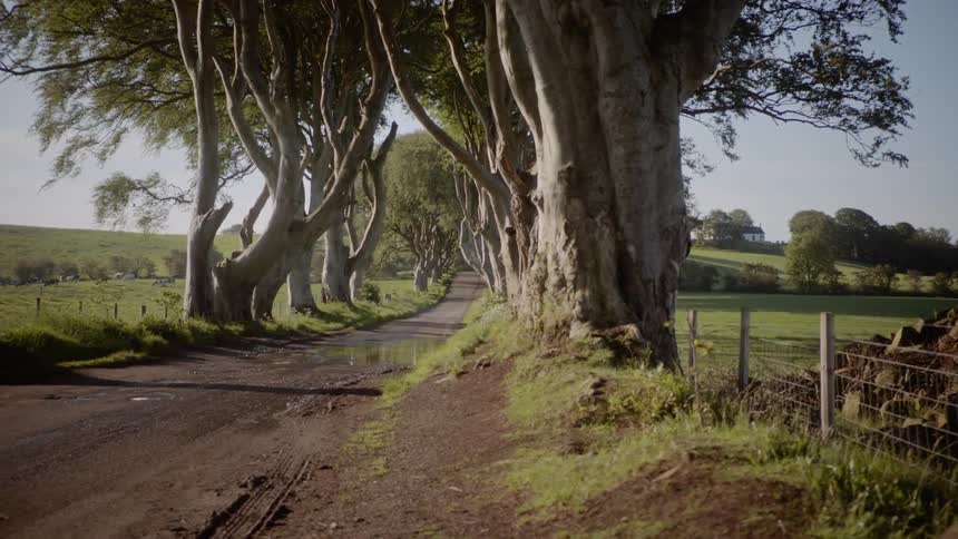 Trees line a road running through pastures