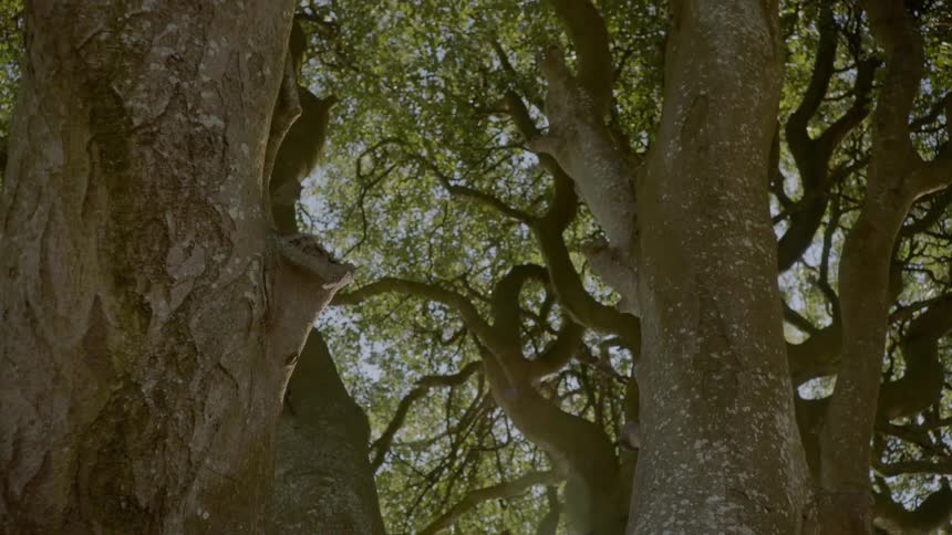 Tree branches twist and turn upward away from the trunk